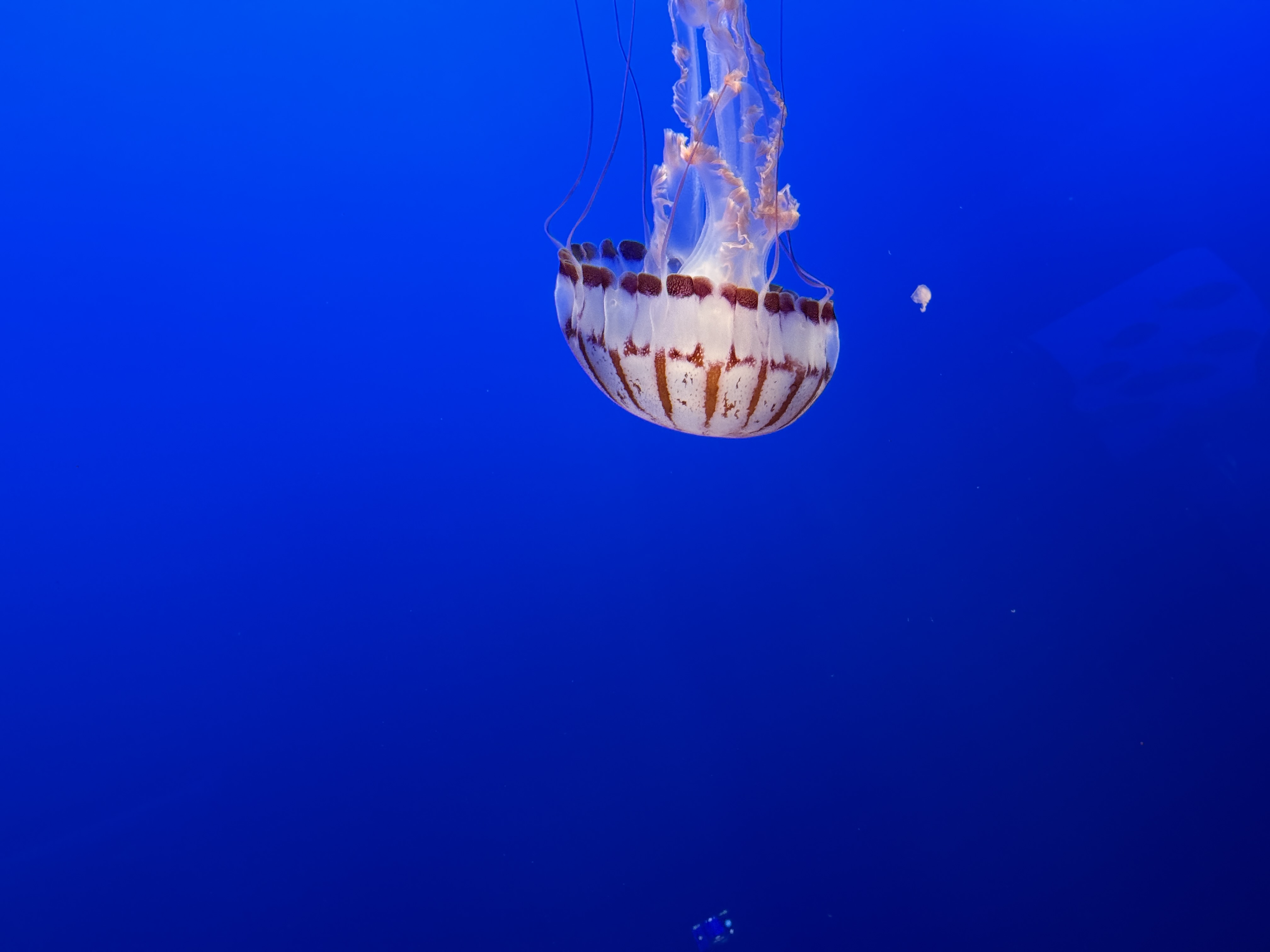 Monterey Bay Aquarium
